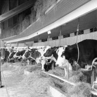 Expo58  La ferme de l'expo 58.