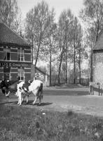  Vaches paissant devant un café près de Bassevelde