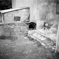  Le chien garde la maison