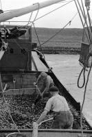 Oosterschelde (NL -Zeelande)&nbsp;Manipulation des moules