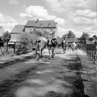  Les vaches vont au pâturage par le pont  rue du gouffre et rue de pairée