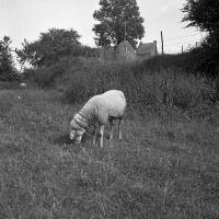  Moutons paissant non loin de la ferme