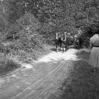  Attelage de chevaux dans les campagnes de Sorinne