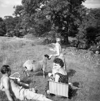 Peak District (Derbyshire) Les moutons s'invitent au festin... Peak District (Derbyshire) Les moutons s'invitent au festin...